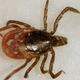 Una garrapata de los ciervos o garrapata de patas negras (Ixodes scapularis), el vector más común de la enfermedad de Lyme en los EE.UU.